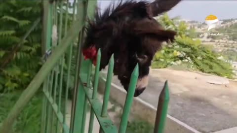 Severed Head Of A Donkey On The Fence Of Bab Al-Rahma Cemetery In Occupied Al-Quds