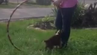 Puppies and hula hoop