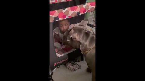 Dog lovingly plays with baby in the crib