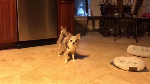 Merle Chihuahua makes fetch happen any time she can