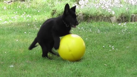 Puppy playing with ball