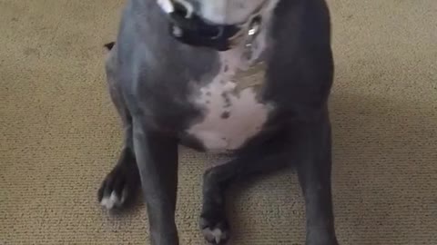 Gray dog howling continuously