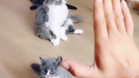 cute cat acting