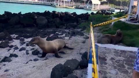 Lazy sea lion waits to catch a wave into the ocean
