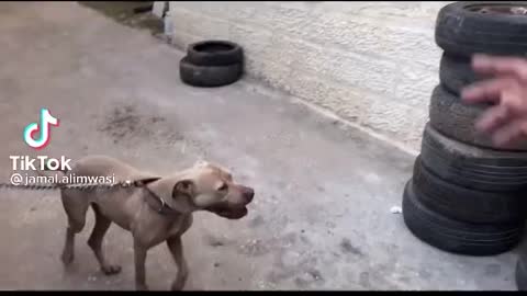 اقوى كلب بالعالم The strongest dog in the world