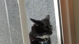 Black and white cat scratches at sliding glass door