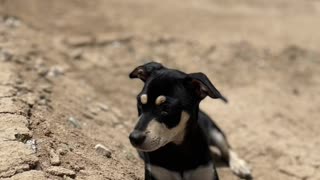 Another Life Lesson From My Puppy Rocket: Run as if You’re Running for a Prize