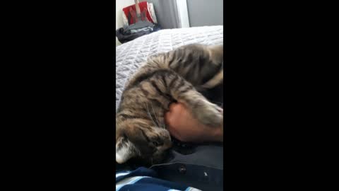 Cute Cat Playing with owner.