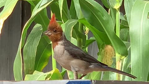 Red Crested Cardinal Teenager