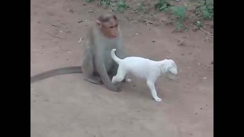 Monkey irritate puppy