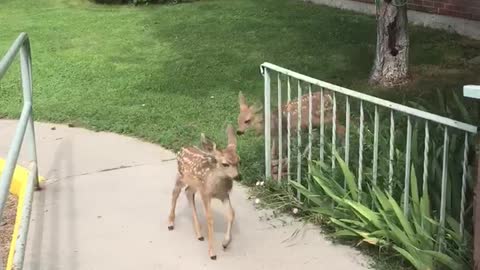 Curious Fawns