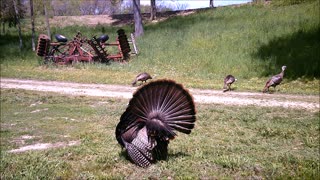 Fred Zepplin 2021, 5/15/21 Tom Turkey Showing Off!