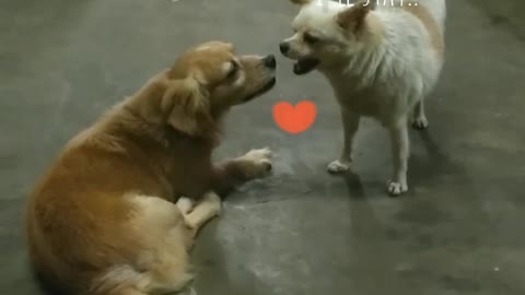 When dogs communicate with each other