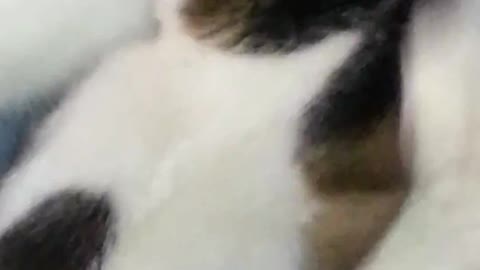 Cute Small Cat Sucks Milk From a Male Cat