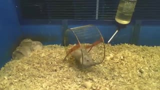 While one hamster eats from the bowl, the other will work out on the wheel [Nature & Animals]