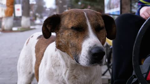 Homeless sad dog portrait