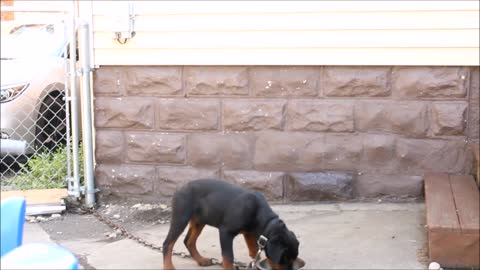 Aggressive Rottweiler Puppy Video 2022