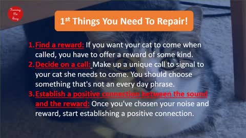 Easy Methods To Teach and Train Your Cat