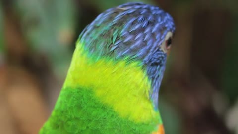 Animals SOO Cute!! Colorful Parrot Bird Videos