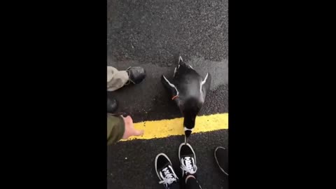 Adorable penguin leads rebellion of well-dressed birds at Edinburgh Zoo