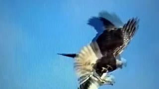 Bald eagle trying to steal osprey’s fish