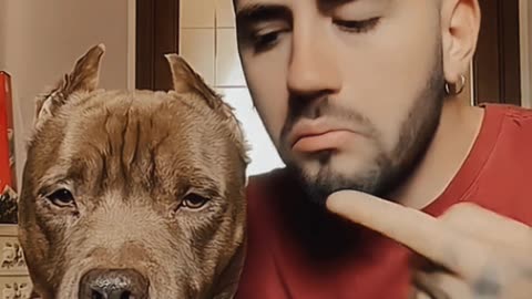 : "Hilarious Animal Encounters: When Pets and Humans Collide! 🤣🐾 | Funny Fails Edition"