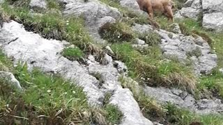 encounter with a wild goat on top of alps mountains in Italy