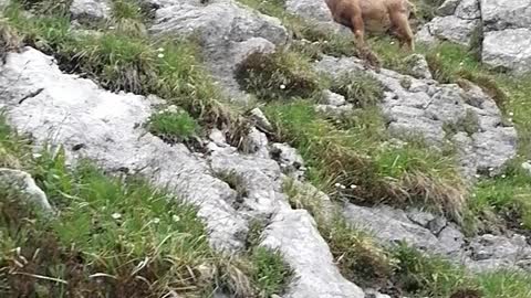 encounter with a wild goat on top of alps mountains in Italy