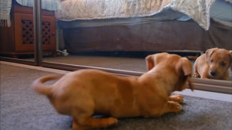 a dog struggles with its reflection in the mirror