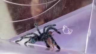 Caribena versicolor (Antilles Pinktoe) Tarantula Feeding Clip