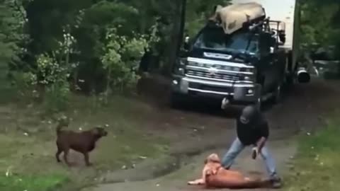 Mountain lion attack pet dog and guy rescuing his dog from mountain lion