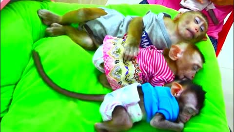 010 Four Adorable Monkey Comfy Sleep Sweet Dream With Mom Grooming-MonkeyAnimals