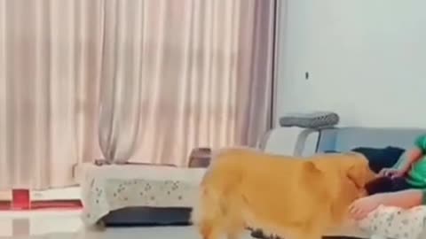 Funny dog steals small dog