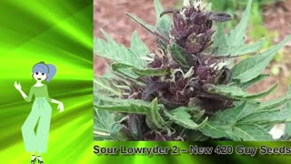 Sour Lowryder 2 – New 420 Guy Seeds