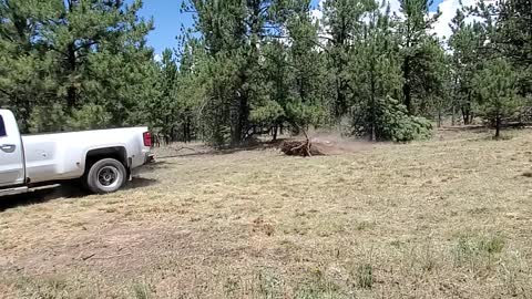 Chevy Truck finishing the job with taking the Big Tree away