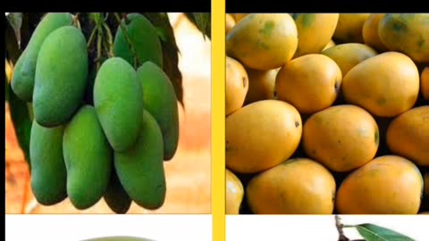 Kachha mango vs pakka mango