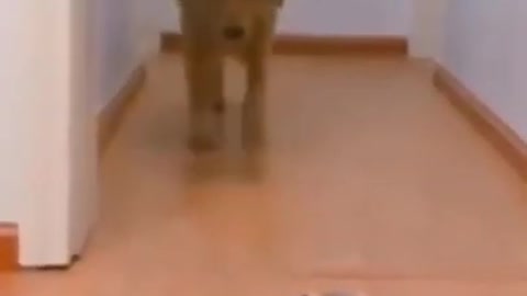 Funny Dog Fail Video shorts