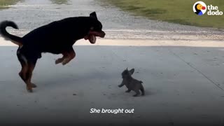 Rottweiler Gets A Tiny Puppy And Has The Most Surprising Reaction | The Dodo Little But Fierce