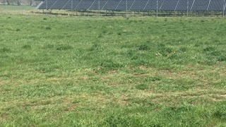 Dogs Run on Leash with Car