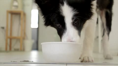 Slow motion picture of a drinking dog