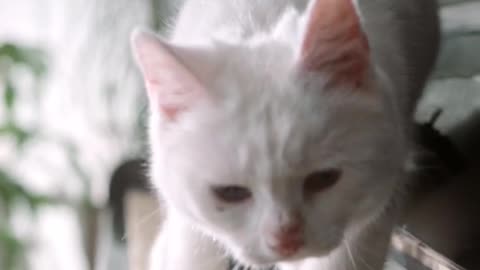 A Cat Walking Over The Piano Keyboard want to listening music