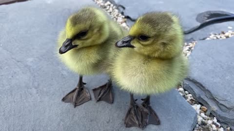 Baby Geese Siblings
