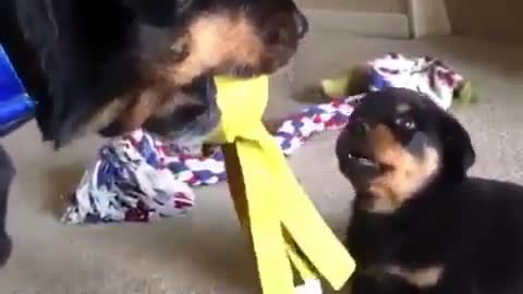 Funny Dog Videos 2021 It's time to LAUGH with Dog's life120