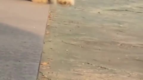 Why These dogs Always Fall