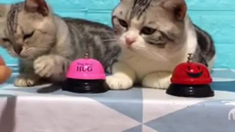 Very funny video Beautiful cats