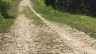 Great blue heron being chased