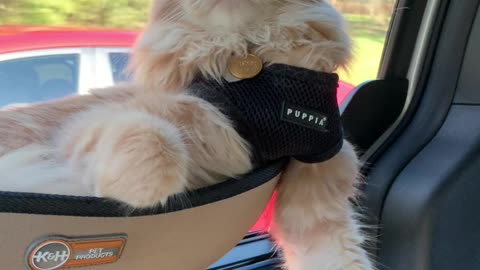 Cat Rides in Comfort for Road Trip