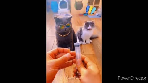 Funny goggle buddy/cats reaction to injection