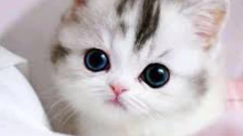 Beautiful cat video/ cute cat vidio/beautiful animal