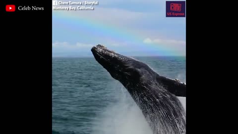 Whale breaches in front of delighted onlookers as rainbow fills the sky !!!